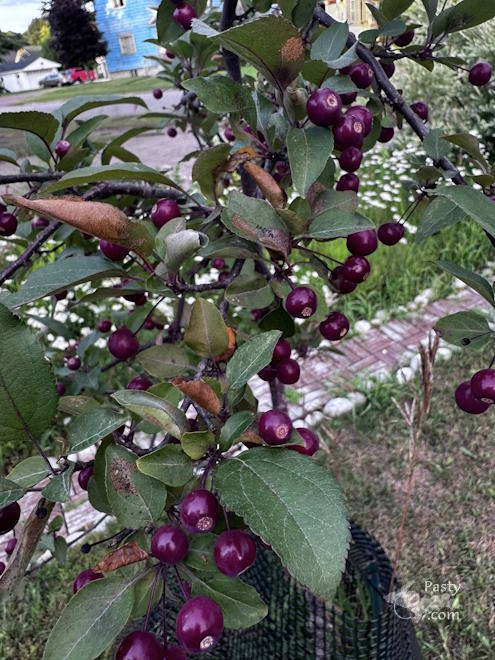 Photo by Judy Byykkonen