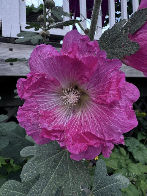 Photo by Judy Byykkonen