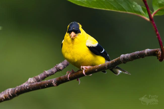 Photo by Kevin Dunham