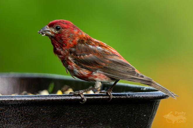 Photo by Kevin Dunham