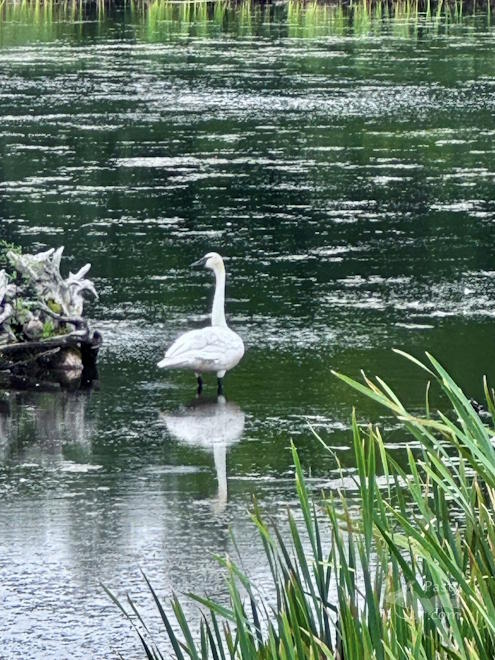 Photo by Judy Byykkonen