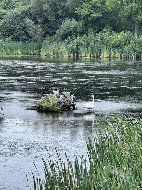 Photo by Judy Byykkonen