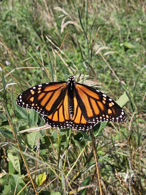 Photo by Laurie Bashaw