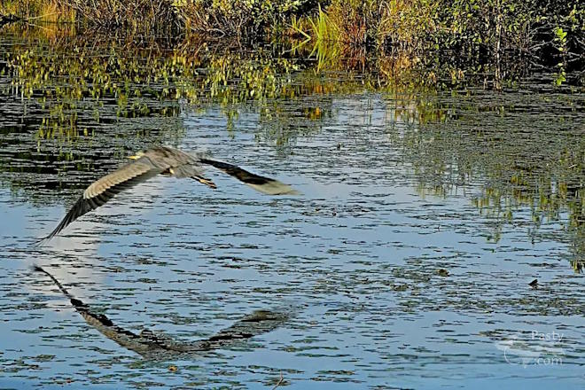 Photo by Debbie Jarve