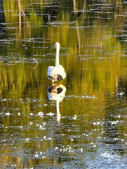 Photo by Debbie Jarve