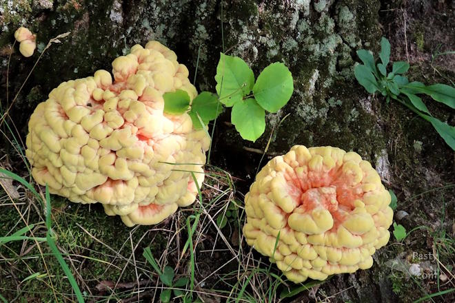 Photo by Debbie Jarve