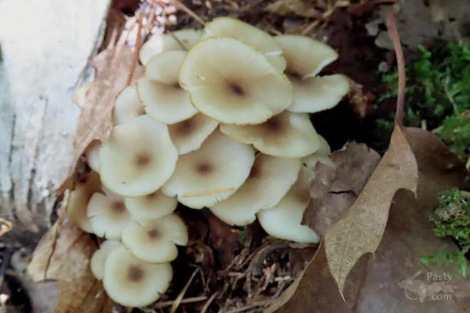 Photo by Debbie Jarve