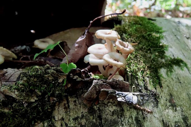 Photo by Debbie Jarve