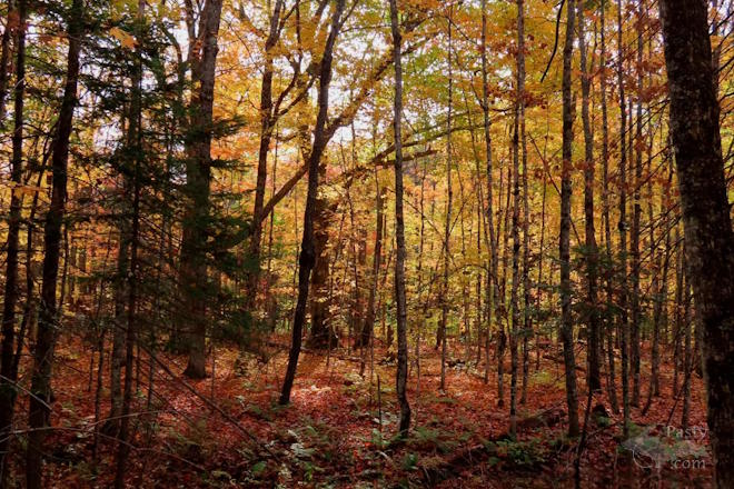 Photo by Debbie Jarve