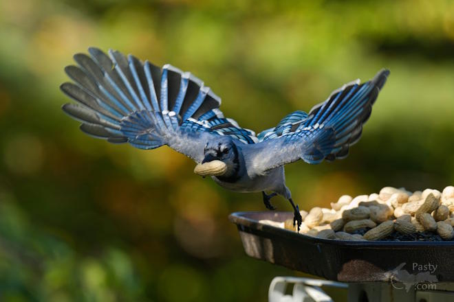 Photo by Kevin Dunham