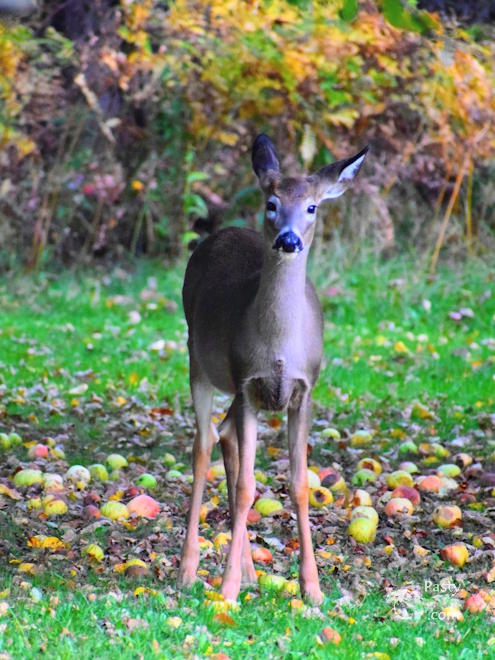 Photo by Jean Dessellier