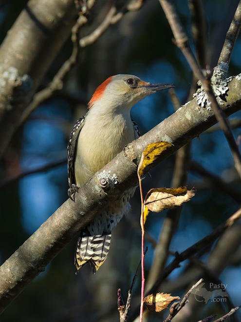 Photo by Kevin Dunham