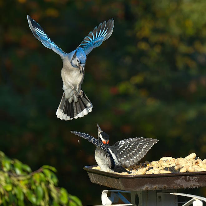 Photo by Kevin Dunham