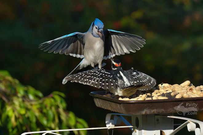 Photo by Kevin Dunham