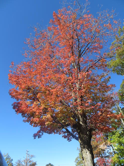 Photo by Donna MacIntosh