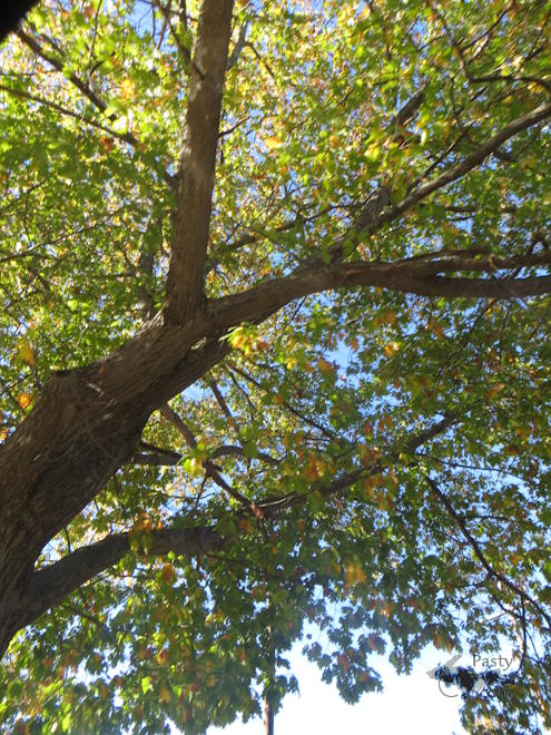 Photo by Donna MacIntosh