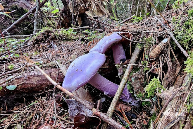 Photo by Stacey Flood