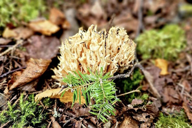 Photo by Stacey Flood