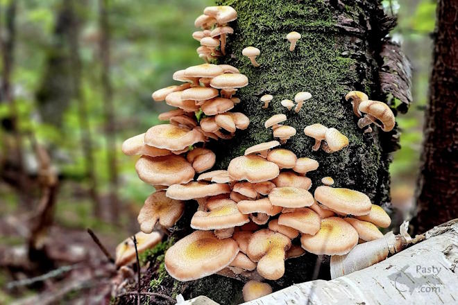 Photo by Stacey Flood