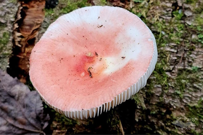 Photo by Stacey Flood