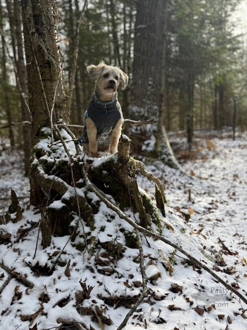 Photo by Melanie Hakala Rossi