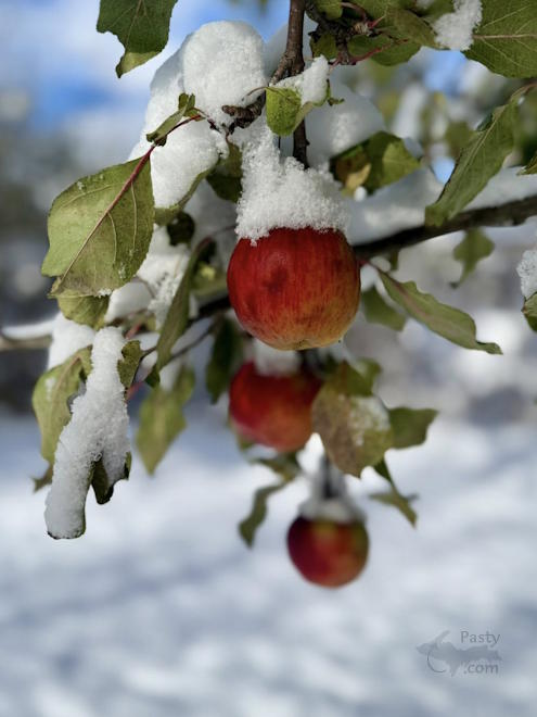 Photo by Melanie Hakala Rossi