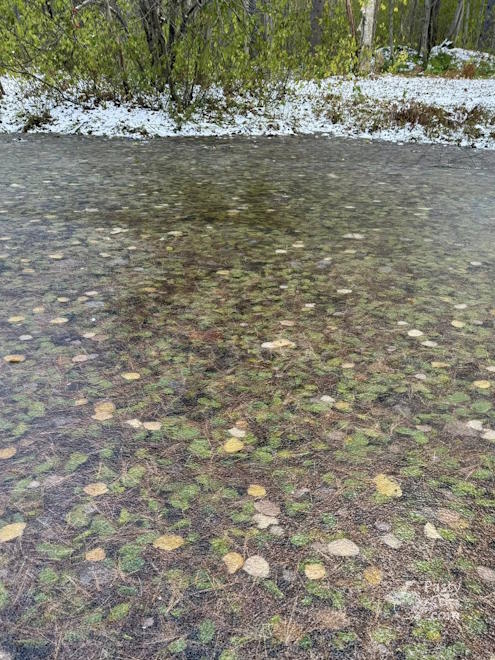 Photo by Melanie Hakala Rossi