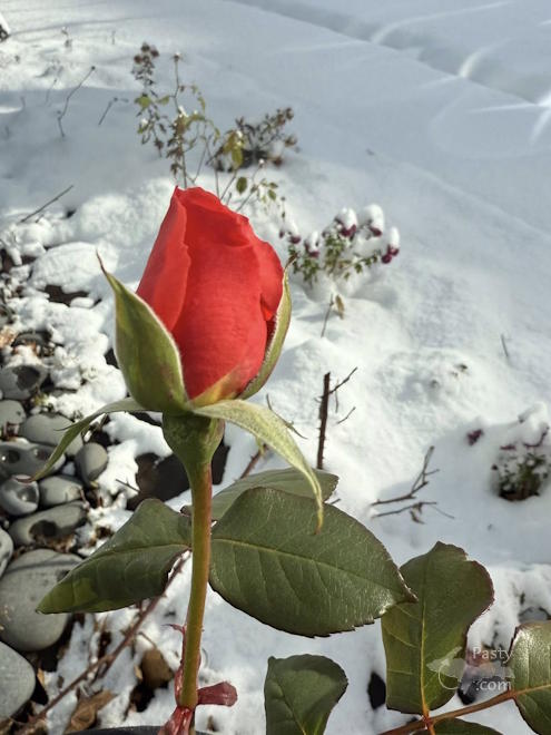 Photo by Melanie Hakala Rossi