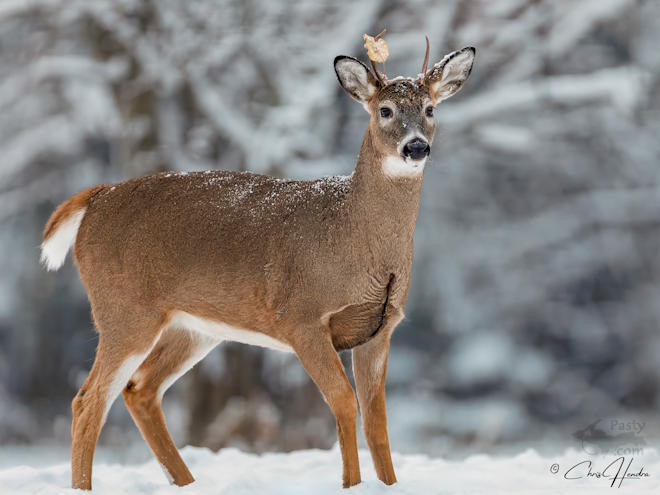 Photo by Chris Hendra