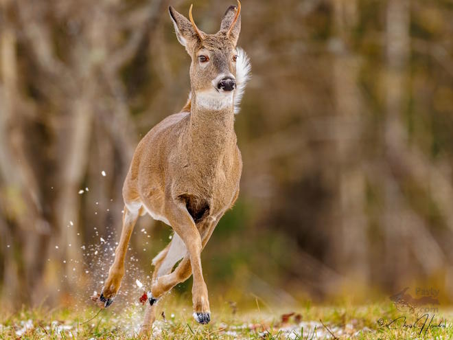 Photo by Chris Hendra