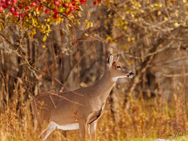 Photo by Chris Hendra