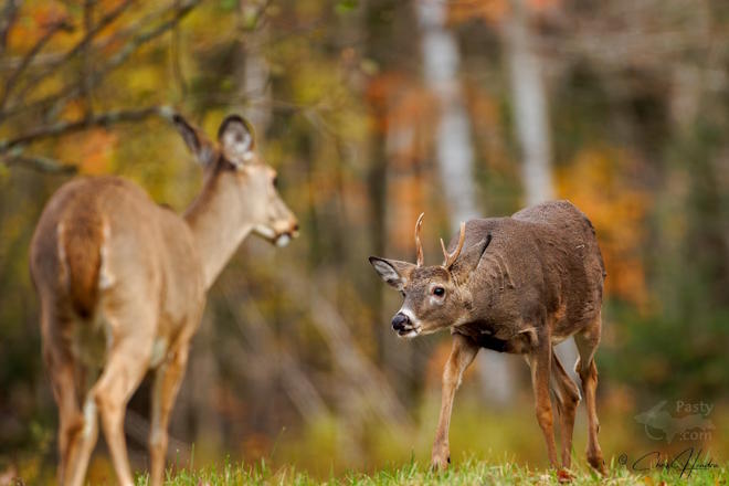 Photo by Chris Hendra