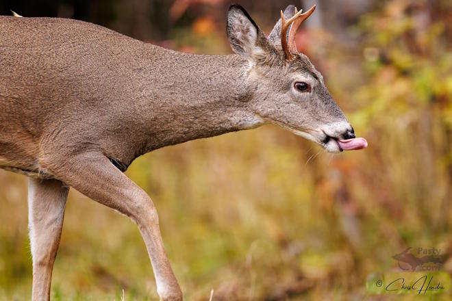 Photo by Chris Hendra