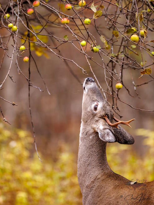 Photo by Chris Hendra