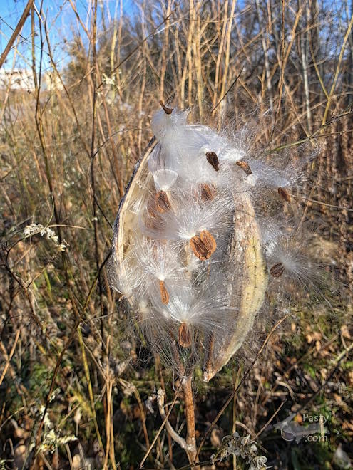 Photo by Laurie Bashaw