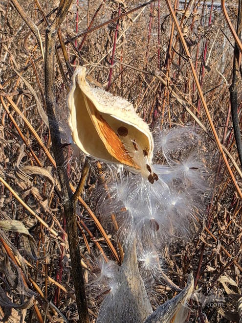 Photo by Laurie Bashaw