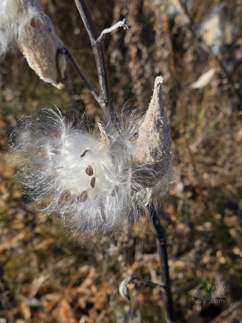 Photo by Laurie Bashaw