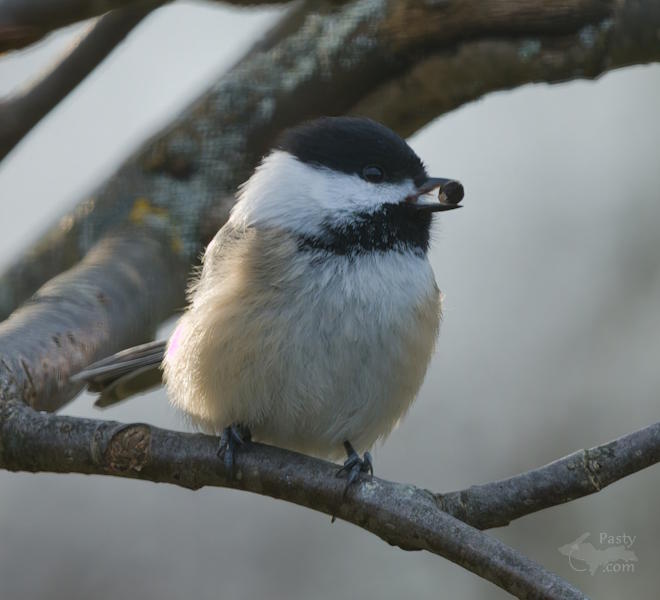 Photo by Kevin Dunham