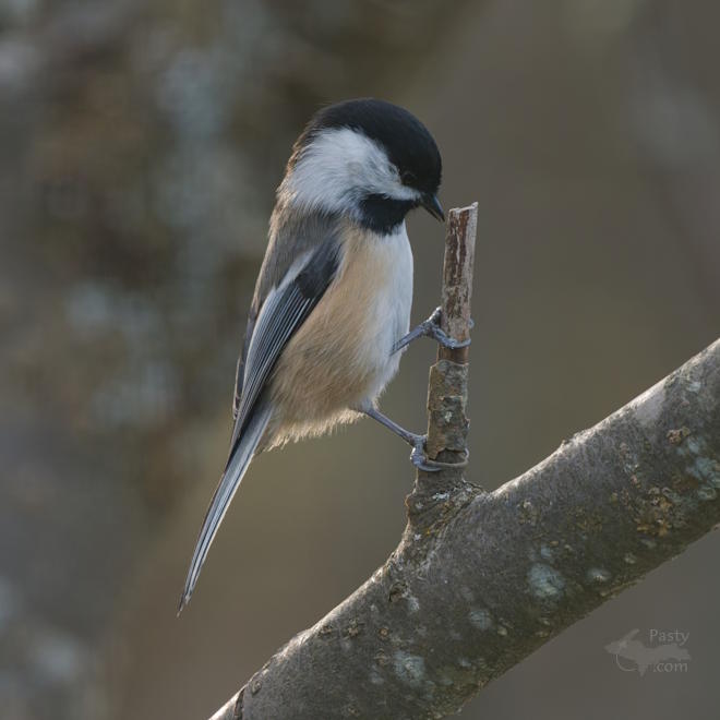 Photo by Kevin Dunham