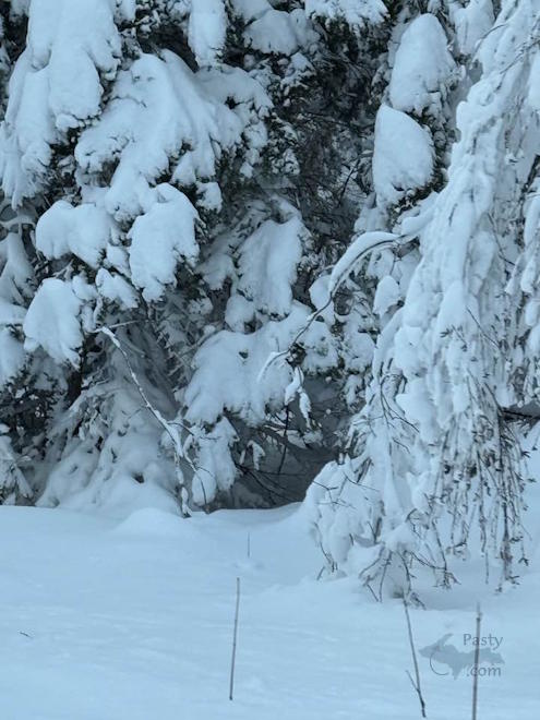 Photo by Barbara Bouwkamp