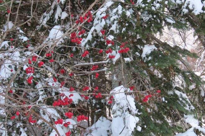 Photo by Debbie Jarve