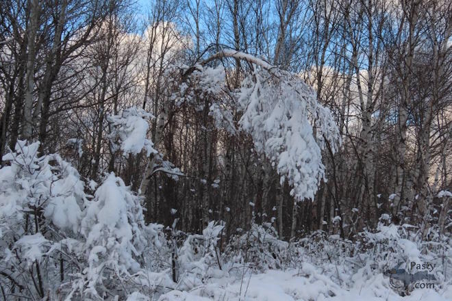 Photo by Debbie Jarve