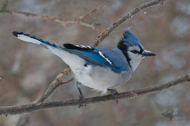 Photo by Kevin Dunham