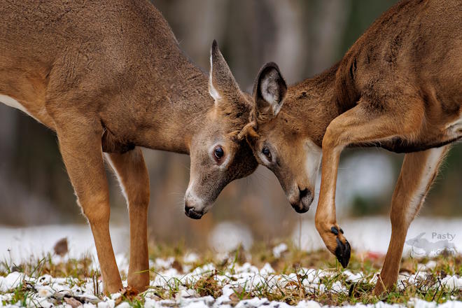 Photo by Chris Hendra