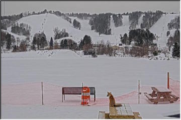 Fox on Houghton waterfront