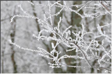 Hoar Frost