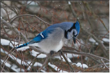 Blue Jays