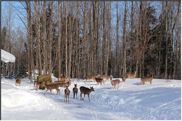 Feeding the deer