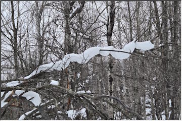 Snow art on the trees