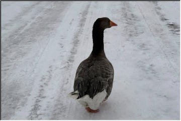 Goose on the loose